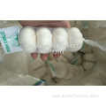 FRESH GARLIC 3/4/5/6/10PIECES PACKED MESH BAG